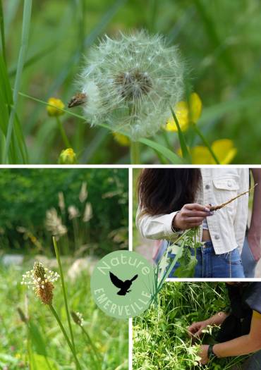Parcours comestibles