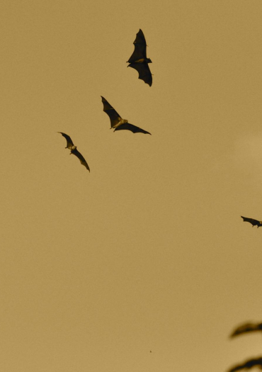 chauves souris