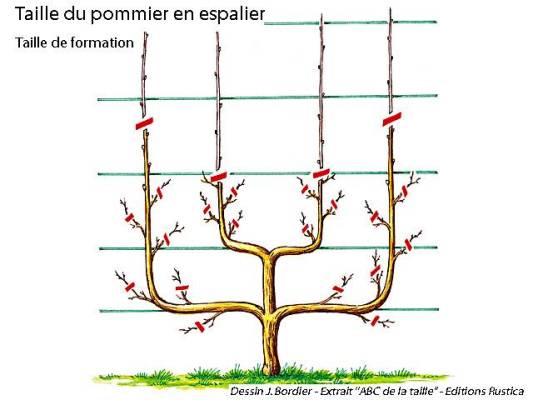 palissé