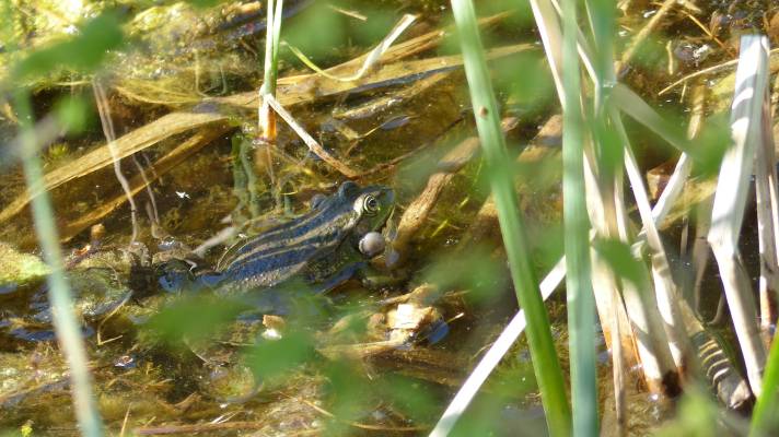 Grenouille