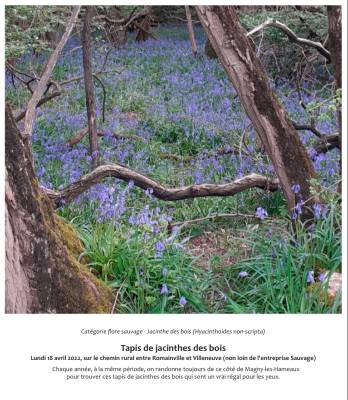Tapis de jacinthes des bois  