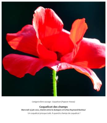 Coquelicot des champs  