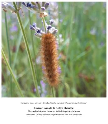 L'ascension de la petite chenille  