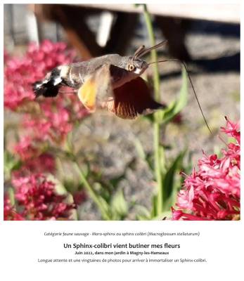 Un Sphinx-colibri vient butiner mes fleurs  
