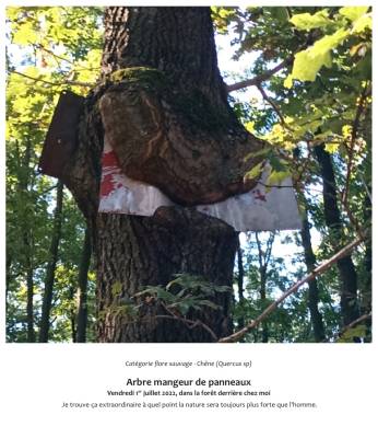 Arbre mangeur de panneaux  