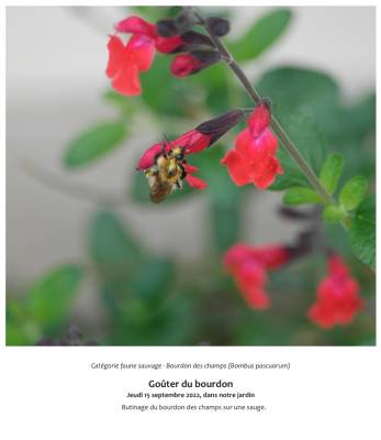 Goûter du bourdon  