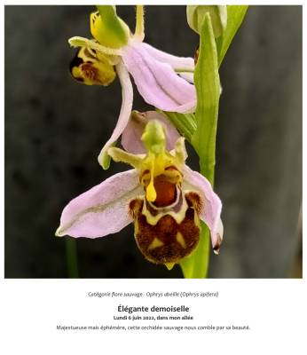 Élégante demoiselle  