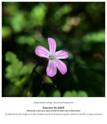 Douceur du Soleil  