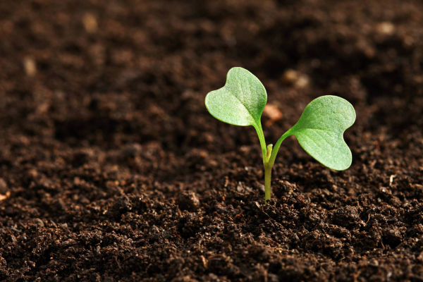 germination
