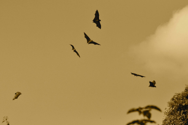 chauves souris