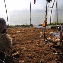 Tonte des moutons à la Ferme la Closeraie