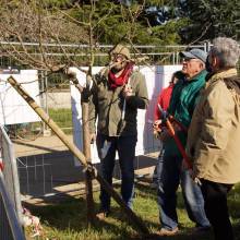 Atelier - taille d'arbres fruitiers