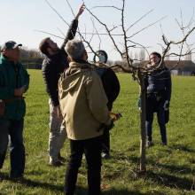 Atelier - taille d'arbres fruitiers