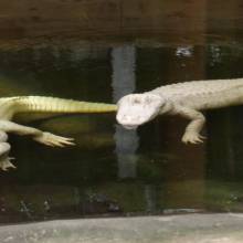 Serre - alligators