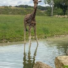 Zoo Attily