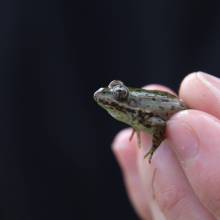 Grenouille verte