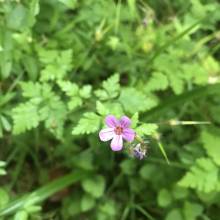 Géranium sauvage