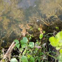 Grenouille agile