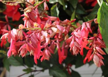Don de fleurs