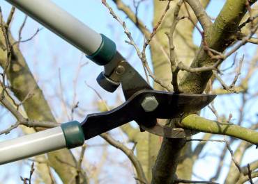 Taille d'arbre