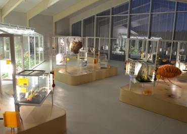 maison des insectes