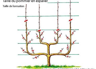 palissé