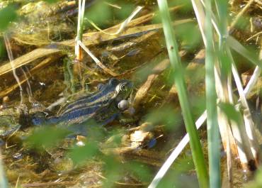 Grenouille