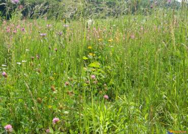 Prairie naturelle