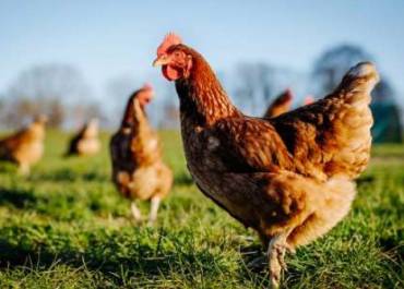 poule