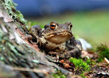 crapaud
