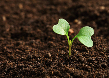 germination
